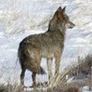 Meet your Posher, Hunter